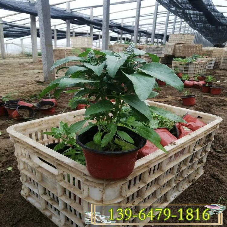 蓝花鼠尾草图片 20-30公分高地被鼠尾草 一串蓝紫色花海观赏草