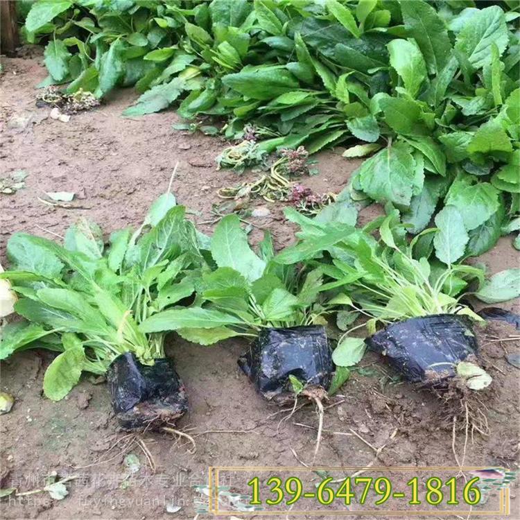 花镜工程常用植物鼠尾草 花海鼠尾草 蓝色花海用鼠尾草营养钵苗