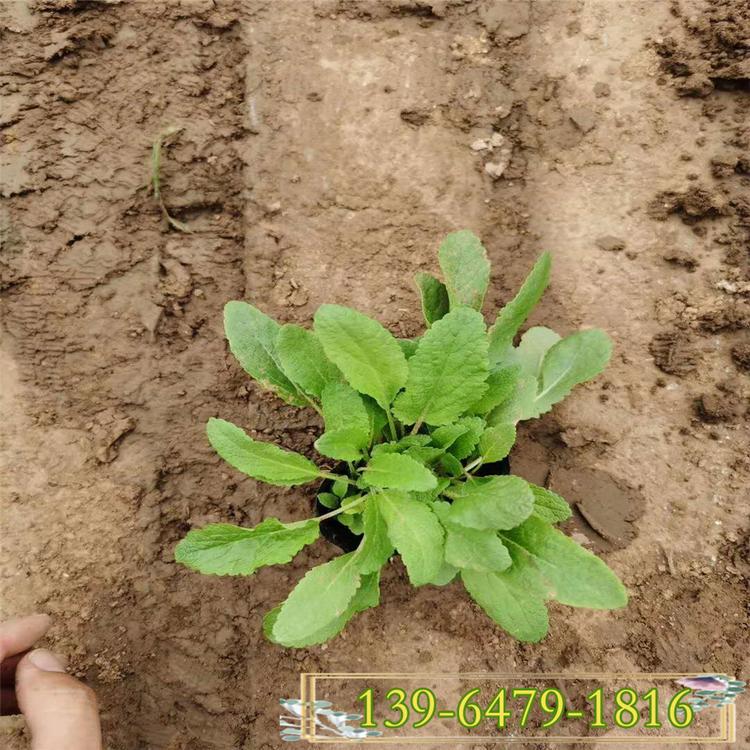 地被宿根鼠尾草价格 草花鼠尾草盆苗 蓝色花海设计