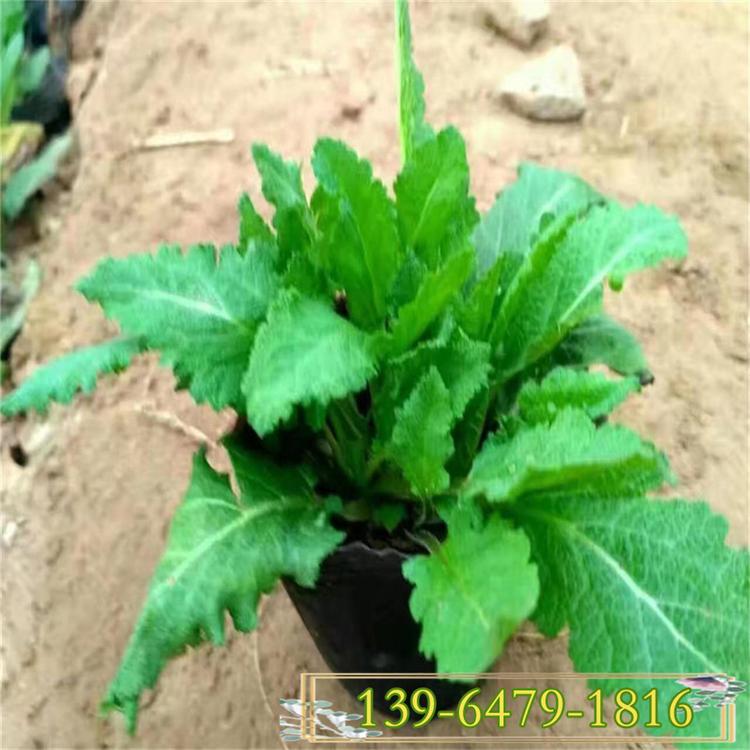 宿根鼠尾草小苗价格 紫绒鼠尾草 墨西哥鼠尾草上车价