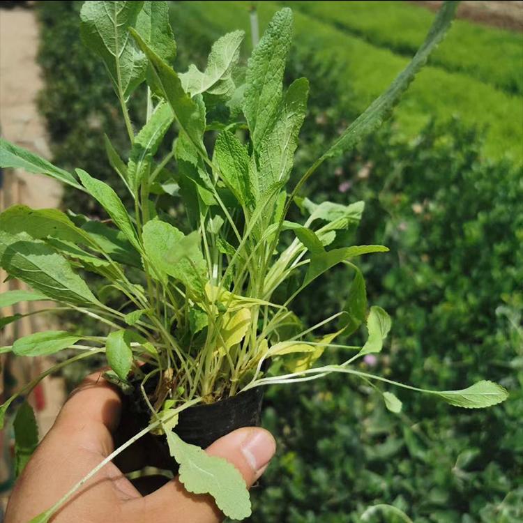 鼠尾草 花海景观苗 地被鼠尾草 基地直销 森木花卉