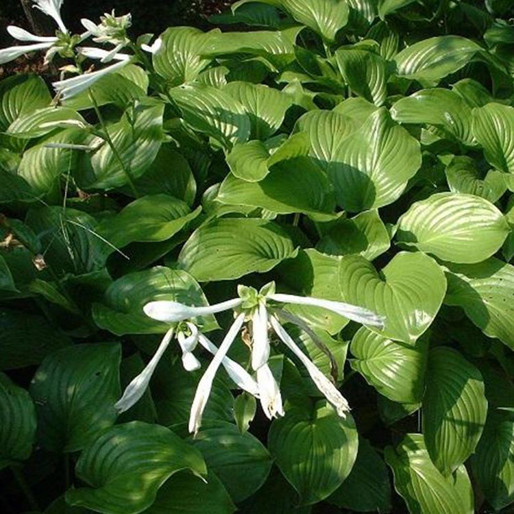 玉簪花海 玉簪养植基地  森木 玉簪花苗