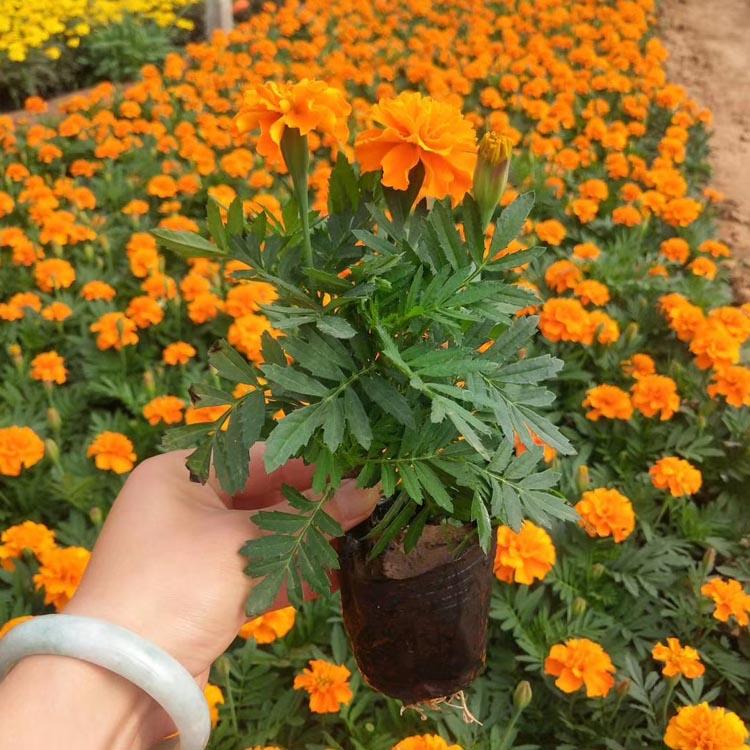青州孔雀草价格 万寿菊 时令草花 花卉租摆 国庆租摆