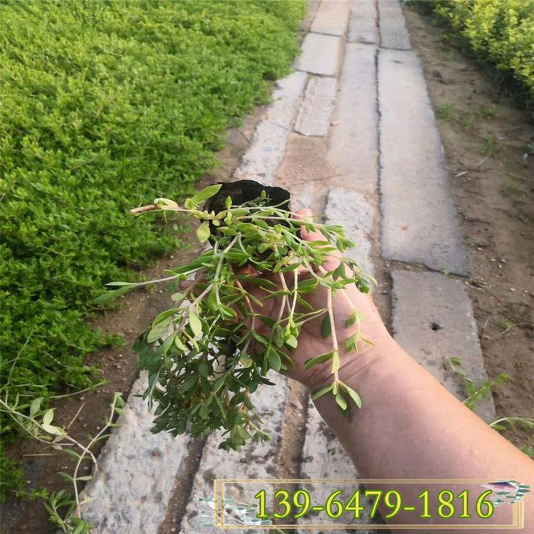 多肉植物青叶垂盆草价格 垂盆草园林应用