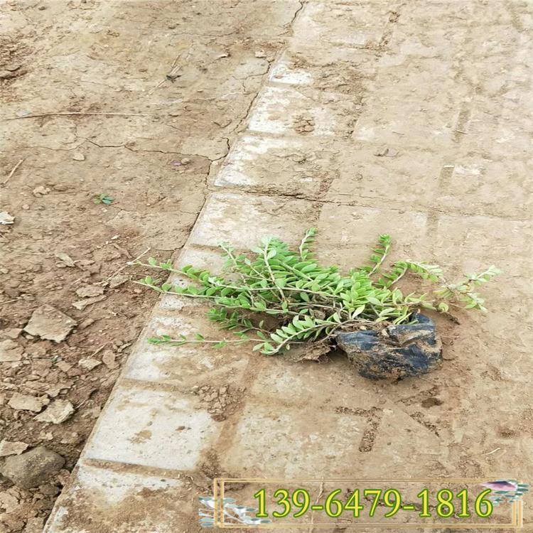 垂盆草营养杯苗 景观植物 花卉造型常用植物垂盆草