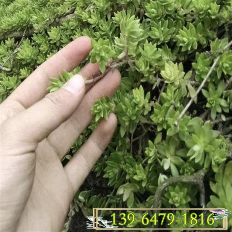 垂盆草基地 批发屋顶绿化垂盆草 垂盆草简单介绍