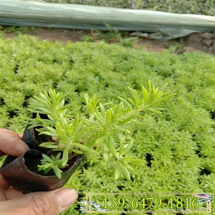 花期5-6月垂盆草景观植物 花卉造型常用植物垂盆草