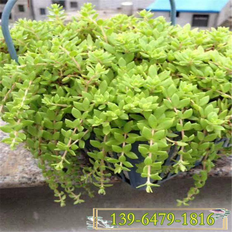 垂盆草图片  吊兰植物垂盆草 耐旱性好易养护量大价优多肉植物