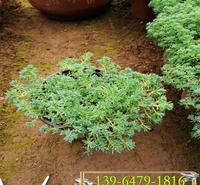 垂盆草图片  吊兰植物垂盆草 耐旱性好易养护沿阶草小苗