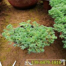 垂盆草图片  吊兰植物垂盆草 耐旱性好易养护沿阶草小苗