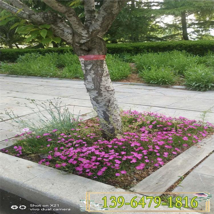夏天开花的植物欧石竹 10-15公分宿根欧石竹开花草坪花期长