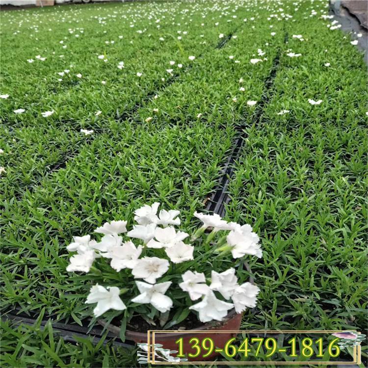 铺地花海欧石竹盆苗   片植白花欧石竹图片