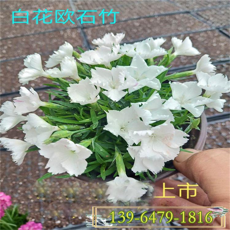 欧石竹营养杯苗 公园用欧石竹一平方价格 新品种白花欧石竹
