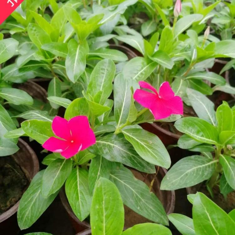 长春花价格    天天开价格   花卉租摆