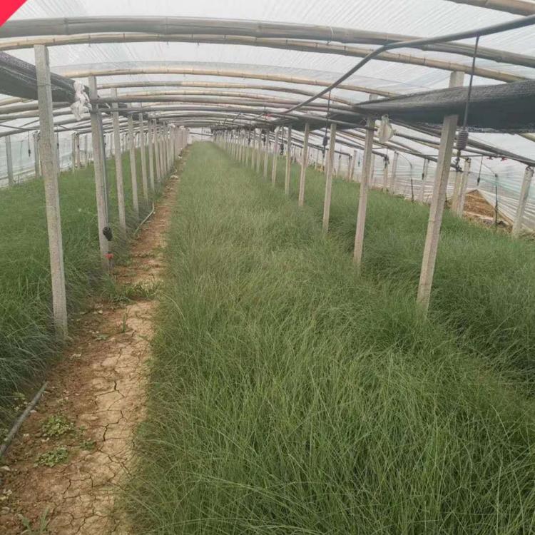 粉黛乱子草  小涵花卉