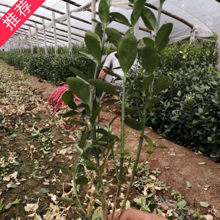 大叶黄杨   小涵花卉    优质冬青  绿化工程苗
