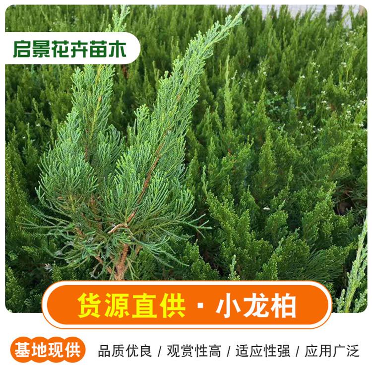 青州小龙柏批发 山东小龙柏  小龙柏杯苗