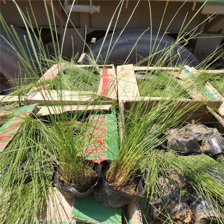 青州河南粉黛乱子草报价    粉黛乱子草基地现货