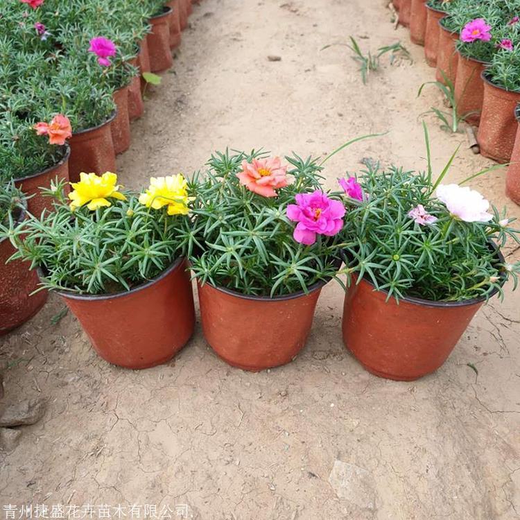 优良半枝莲 半枝莲种植基地 半枝莲苗圃直供