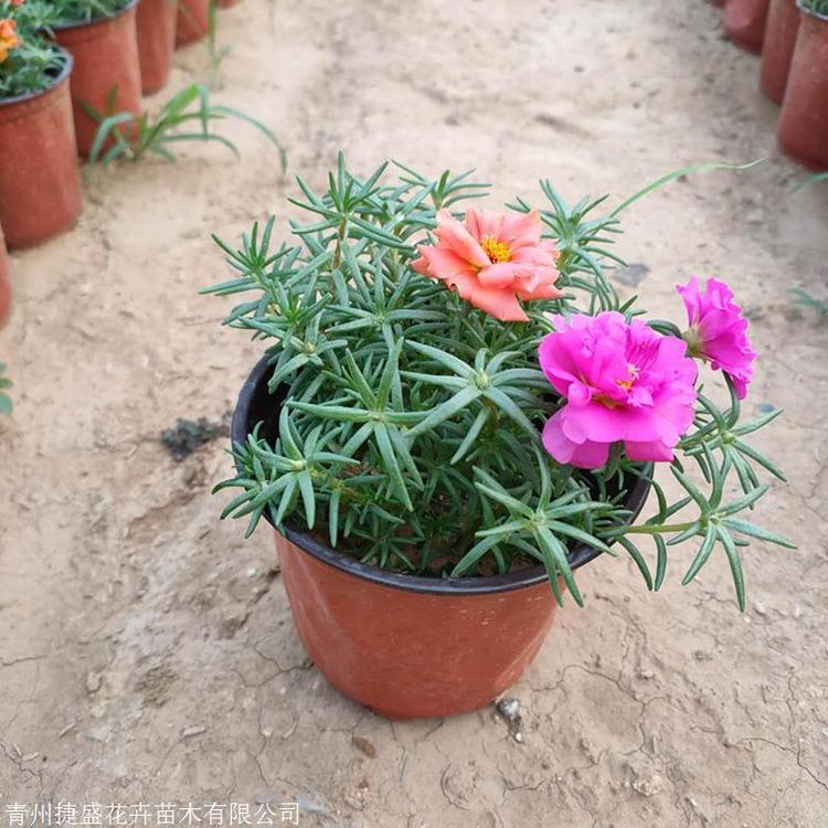 青州半枝莲批发商 半枝莲种植基地 半枝莲供应
