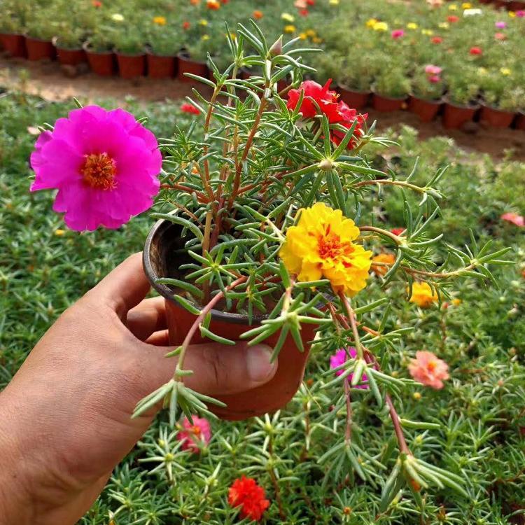 观赏半枝莲 半枝莲种植基地 半枝莲苗圃直供