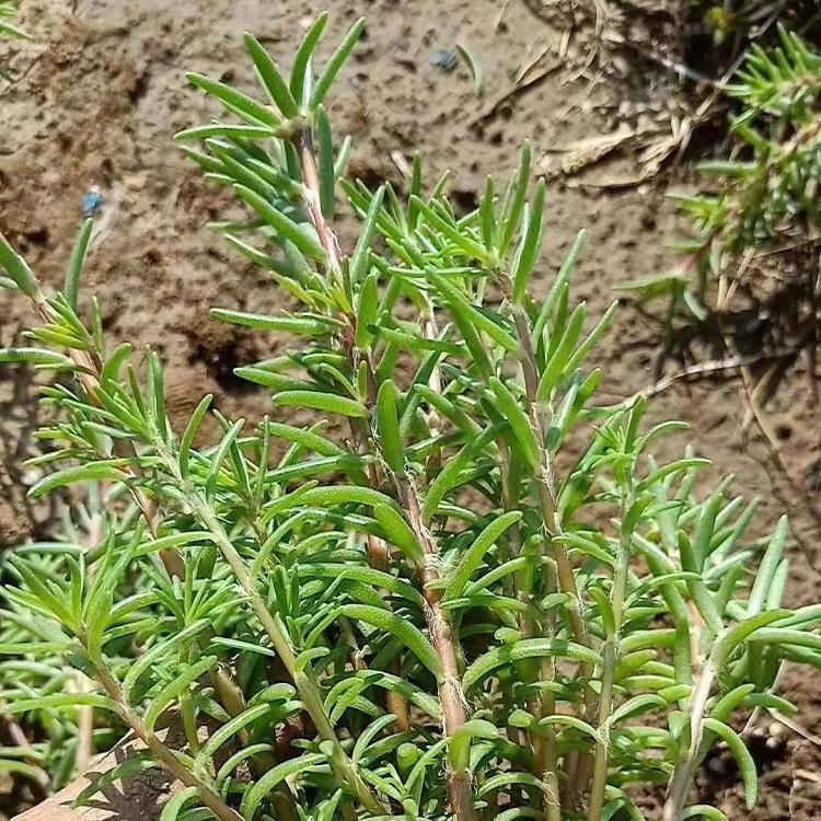 锦帆批售半枝莲 半枝莲供货商 半枝莲大量供应