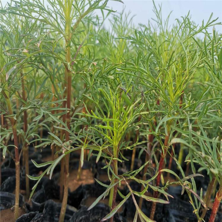 波斯菊   启景花卉基地批售波斯菊  波斯菊小苗