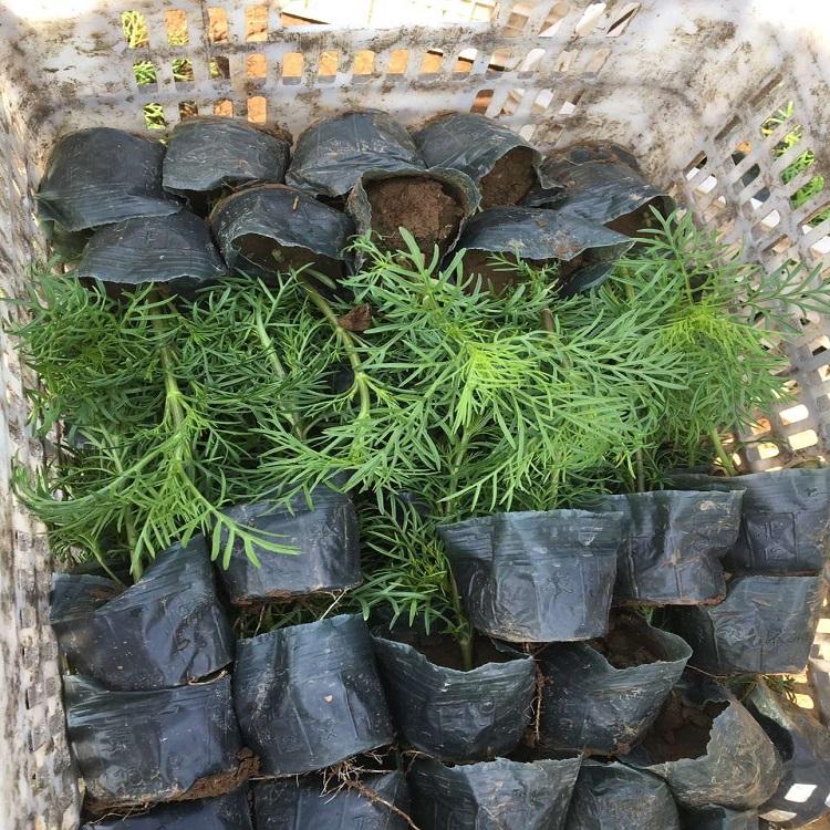 波斯菊供应商 欢迎致电询价 波斯菊批发商