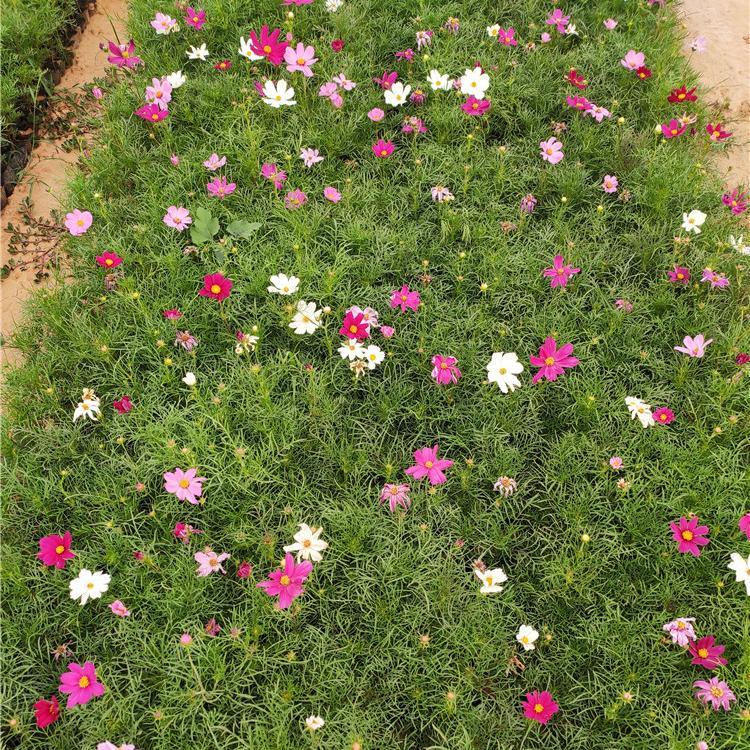 波斯菊供货商 苗圃直销 波斯菊批发商