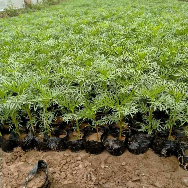 波斯菊供应商 基地优惠直发 波斯菊培育基地