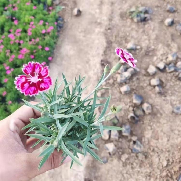 彩虹石竹供应 彩虹石竹供货商 花海用彩虹石竹苗