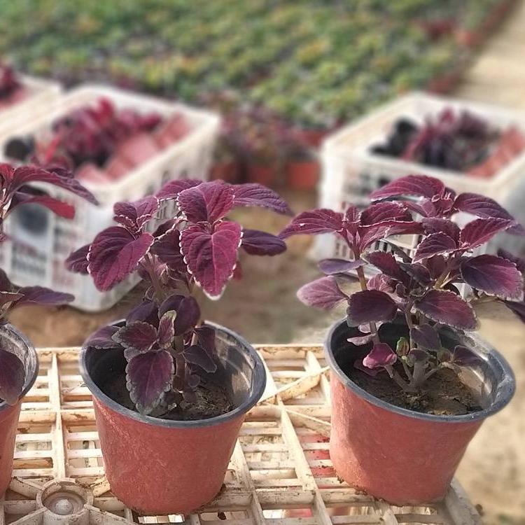 彩叶草供货商 彩叶草培育基地 详情电询