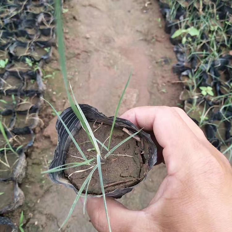 粉黛乱子草种植基地 保质保量 粉黛乱子草培育基地