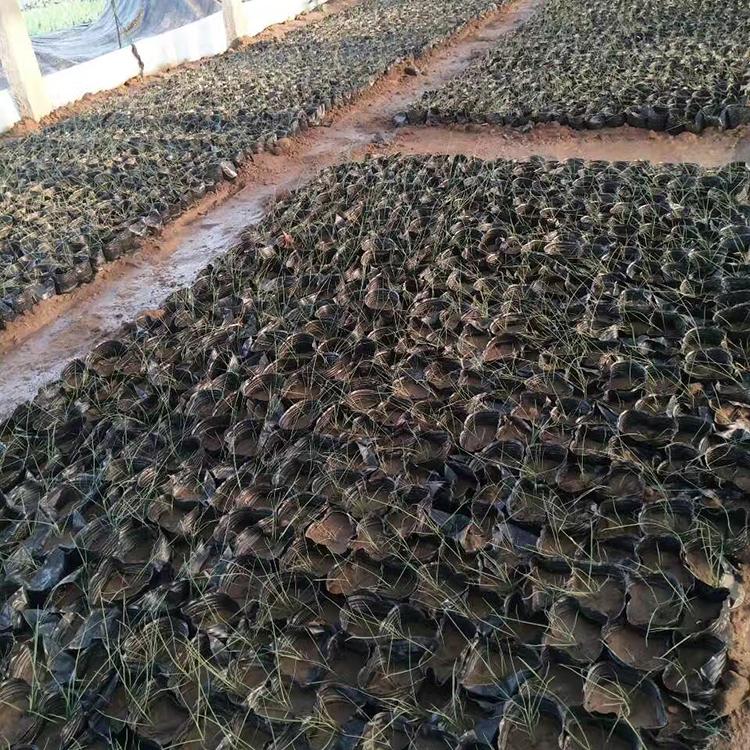 粉黛乱子草批发 大量供应 粉黛乱子草培育