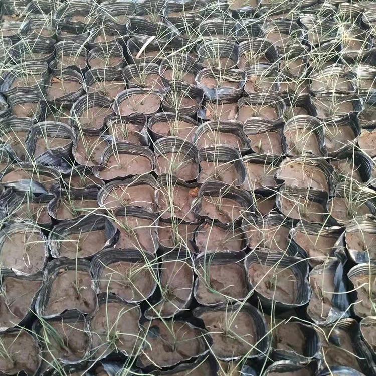 粉黛乱子草批发 保质保量 粉黛乱子草种植