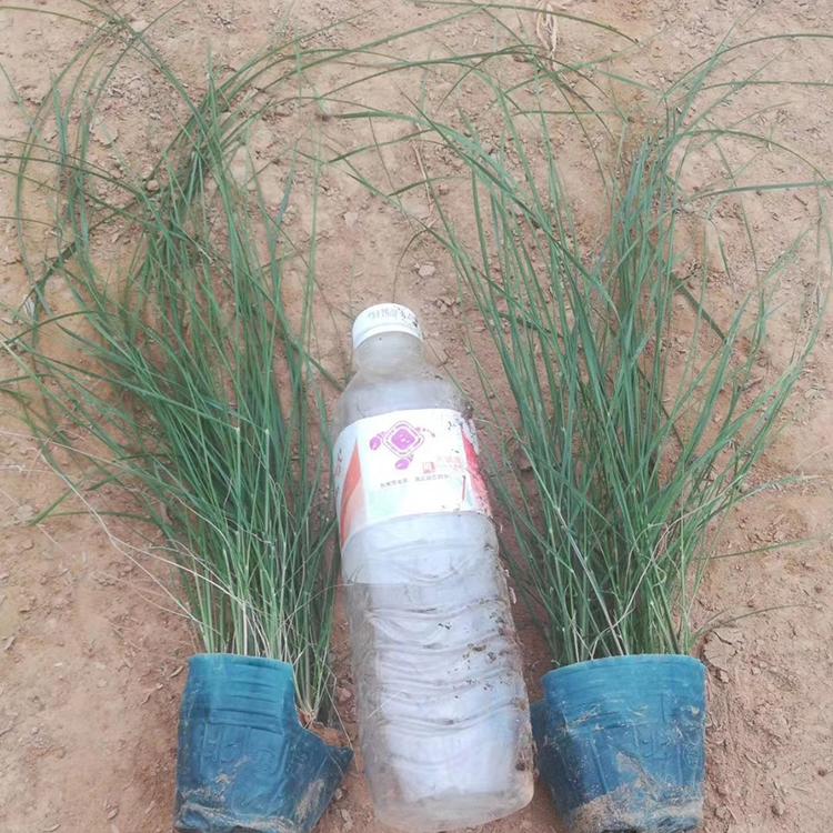 粉黛乱子草 量大优惠粉黛乱子草基地 锦帆花卉
