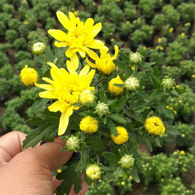 观花国庆菊种植 国庆菊基地种植