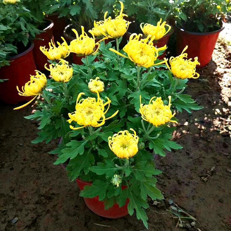 观赏国庆菊盆栽供应 国庆菊基地出售