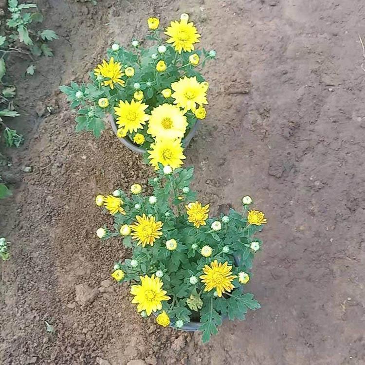 观花国庆菊批发报价 国庆菊基地出售