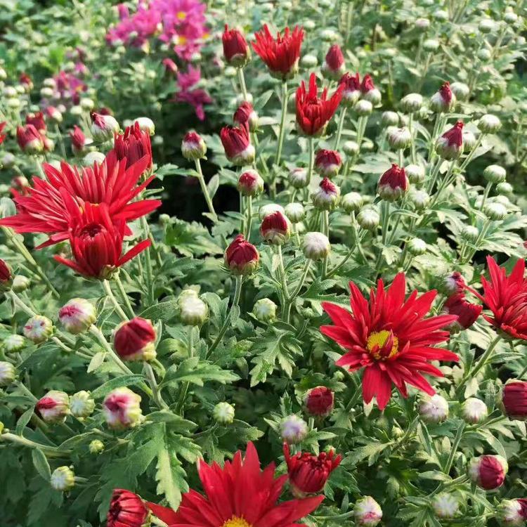 租摆国庆菊批发商 国庆菊苗圃直供