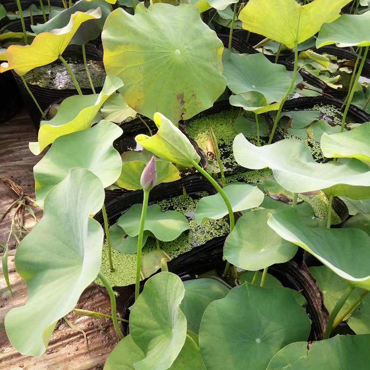 荷花批发商 荷花培育基地 种植户直供