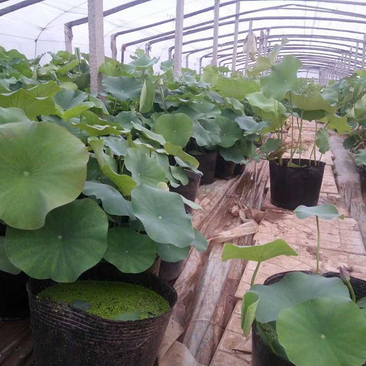 荷花批发报价 荷花供应商 种植户直供