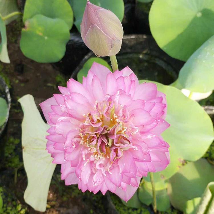 荷花批发报价 荷花培育 苗圃直销