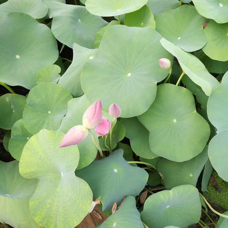 荷花批发报价 荷花供应 基地出售