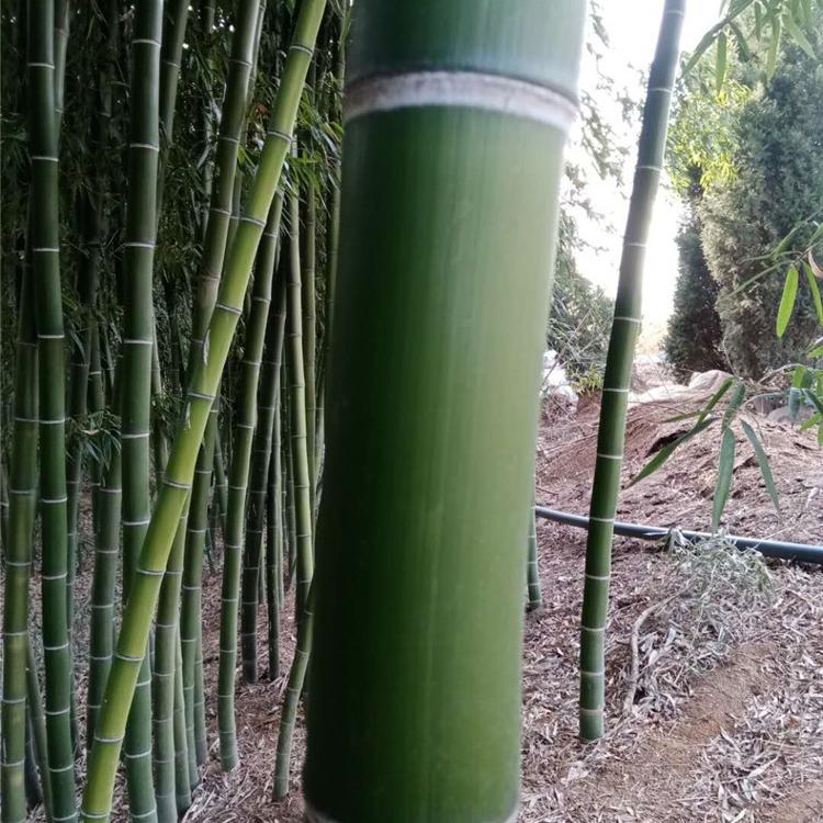 山东竹子价格 竹子种类 翠竹 银环竹 凤尾竹 竹子小苗 竹子基地
