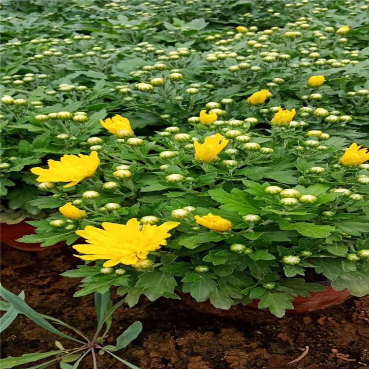 山东菊花价格 菊花基地销售 菊花品种 江瑞菊花一手供应