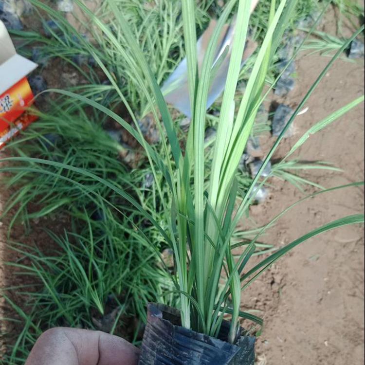 麦冬草批发商 麦冬小苗出售