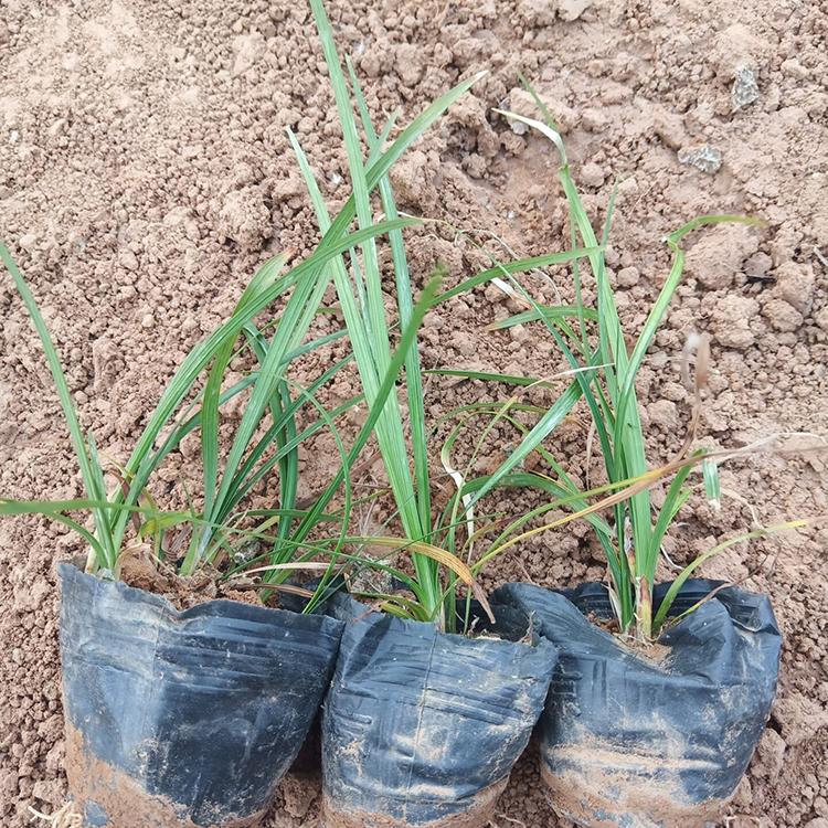 麦冬草种植 麦冬小苗报价