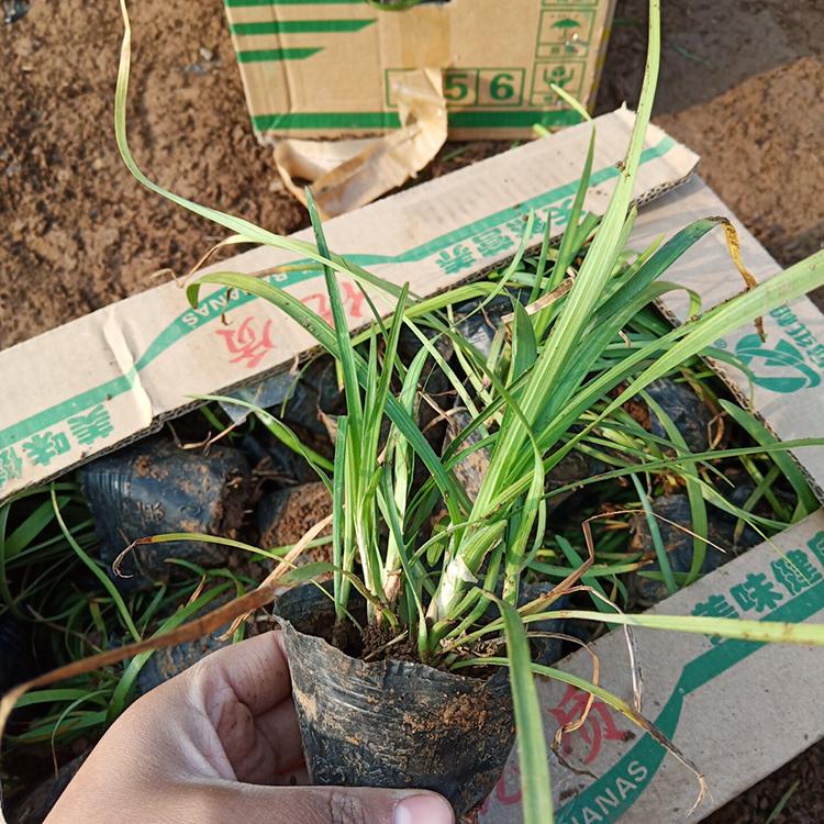 麦冬草批发 麦冬苗报价