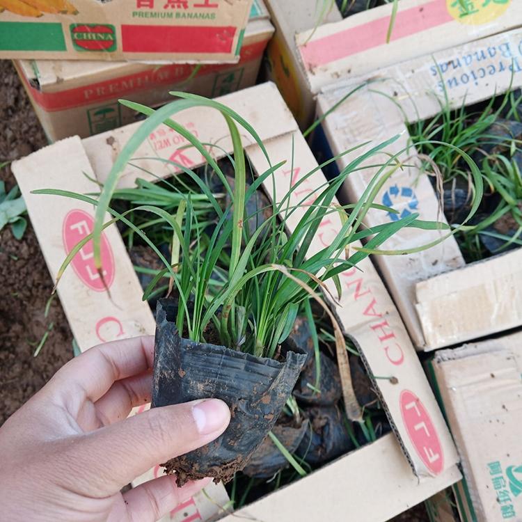 麦冬草培育基地 麦冬草苗报价